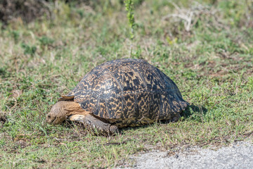 Leopard tortoise grazing