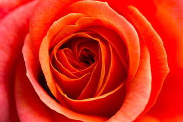 Panele Szklane  Kwiat róży