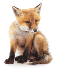 Fototapeta premium Little fox.