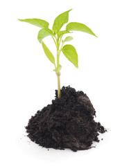 Germinating from soil pepper.