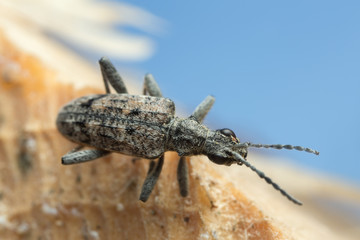 Ribbed pine borer, Rhagium inquisitor on wood 