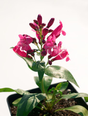 Penstemon flower ( beardtongues )