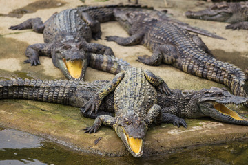 water bodies on the Crocodile Farm in Dalat.
