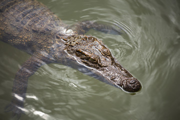 water bodies on the Crocodile Farm in Dalat.