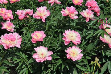 peonies in the garden