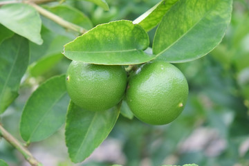 Lime fruit, Lime green tree hanging from the branches of it