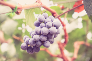 grapes hang from a vine with filter effect retro vintage style