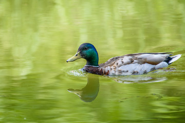 Wild Male Duck Swimming On Water