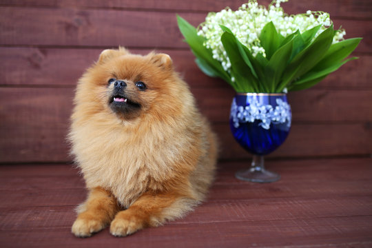 Pomeranian dog on wooden background. Beautiful dog indoor. Happy dog. Dog with flowers
