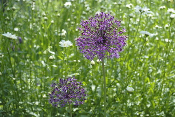 purple ornamental onion plant