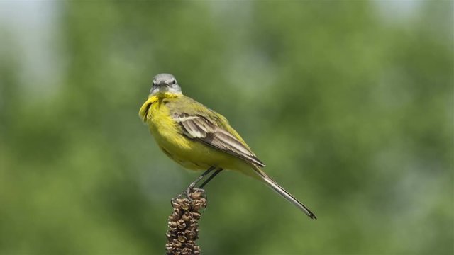 male Yellow wagtail (Wagtail Motacilla flava) sitting on a branch