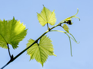 grape branch with young leaflets and tendrils