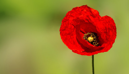 Poppy red flower