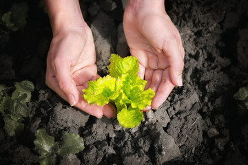 Desaturated image of a female hands,gently holding green lettuce plant.