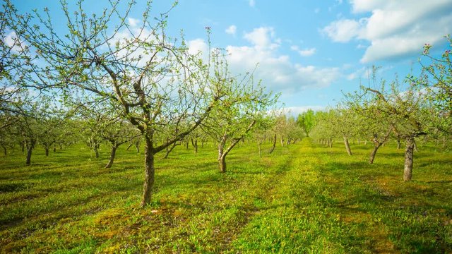 Spring apple garden with flowers and dandelions, 4K time-lapse