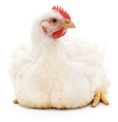 White chicken.