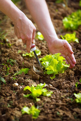 Close-up of a woman hands gardening lettuce.