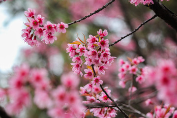pink flower in season