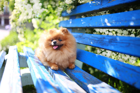 Pomeranian dog on a blue bench. Happy dog. Beautiful dog in a park. Adorable pomeranian