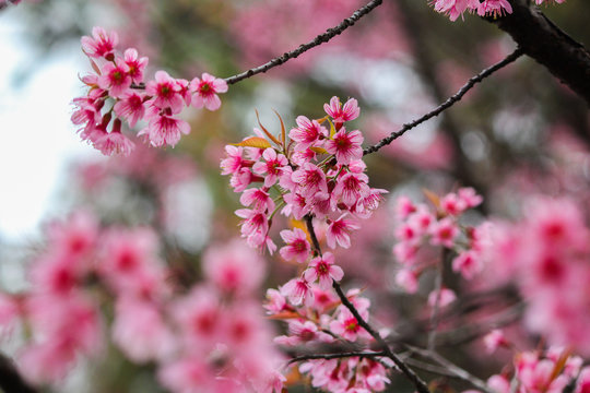 pink flower in season