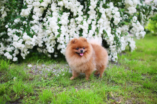 Beautiful dog. Pomeranian dog near blossoming white bush. Pomeranian dog in a park. Adorable dog. Happy dog