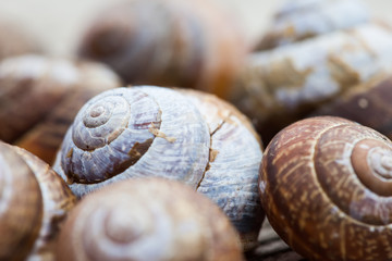 snail shells selective focus photo