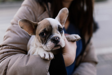 Young woman holding a French bulldog puppy.