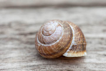 snail shell on old wood plank background