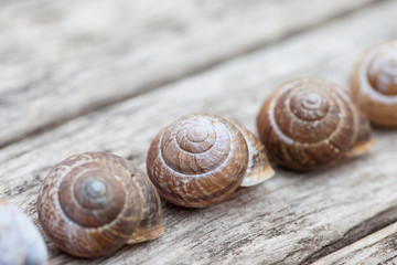 range of spiral snail shells on old wooden surface