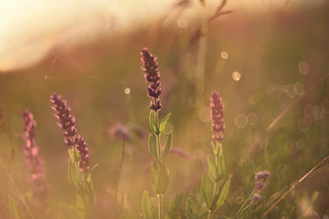 wild steppe lilac, purple flowers. Natural spring, summer background, flowers in the sunlight at dawn. 
