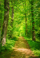 Wald Weg Bäume Blätter Natur  - obrazy, fototapety, plakaty