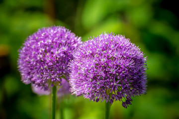 Obraz premium im Garten - Blumen