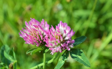 Red Clover (Trifolium pratense).