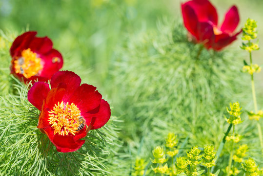 Floral background, (red peony flowers on a wild, field), in Zau de Campie, Romania