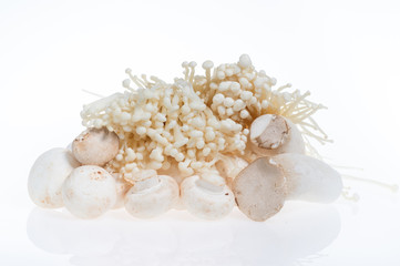 needle mushroom，Matsutake，king oyster mushroom
