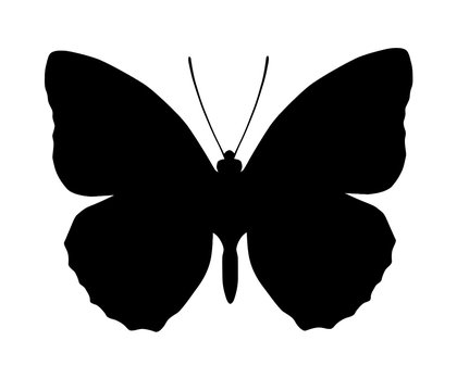 Silhouette of butterfly, isolated on white, vector illustration