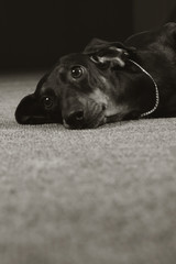 Sad dog German shorthaired Dachshund