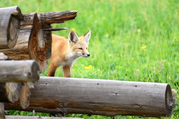 Fototapeta premium Wild Fox in Colorado 