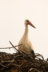 Elegant stork with its nest