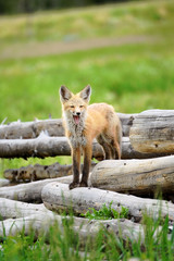 Wild Fox in Colorado