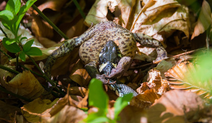a grass snake has captured a toad
