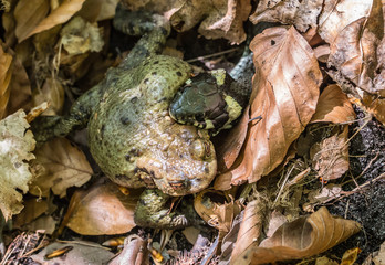 a grass snake has captured a toad
