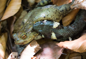 a grass snake has captured a toad
