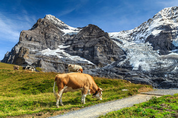 Fototapeta na wymiar Herd of cows and high glacier,Bernese Oberland,Switzerland