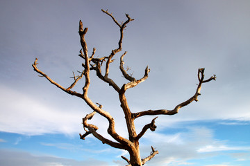 Northeast Thai deadwood and dry tree with thick branches