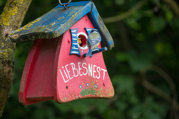 Fütterung eines Jungvogels