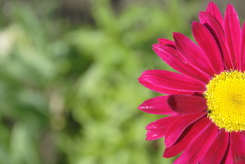 red Daisy on green background, selective focus
