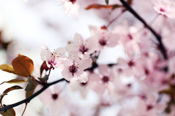 Blossoming cherry trees