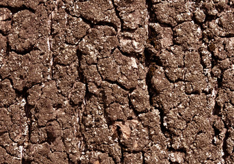 Old tree bark texture.
