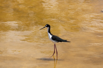 Ae'o wading through the water in Kealia Pond, Maui